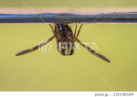 Greater Water-Boatman water insect Greater Water-Boatman water insect 135246504