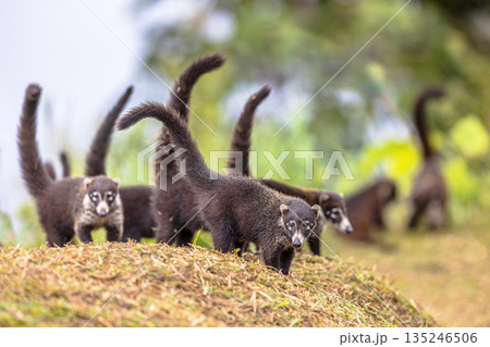 Group of white nosed coati foraging Group of white nosed coati foraging 135246506