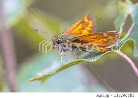 Large skipper resting on leaf Large skipper resting on leaf 135246508
