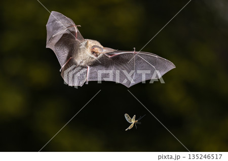 Brown Long-Eared Bat catching Moth in Forest Environment Brown Long-Eared Bat catching Moth in Forest Environment 135246517