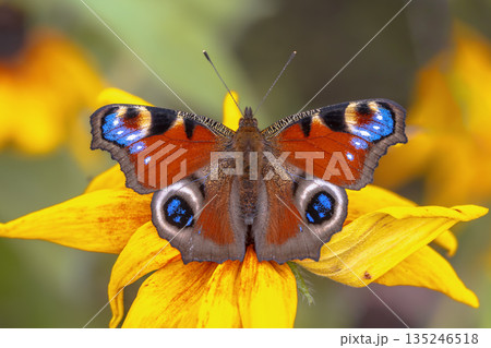 Colorful European Peacock butterfly 135246518