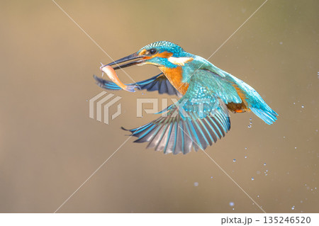 Common European Kingfisher Catching Fish 135246520