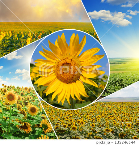 Sunflower landscape collage with vibrant yellow fields and blue sky. Sunflower landscape collage with vibrant yellow fields and blue sky. 135246544