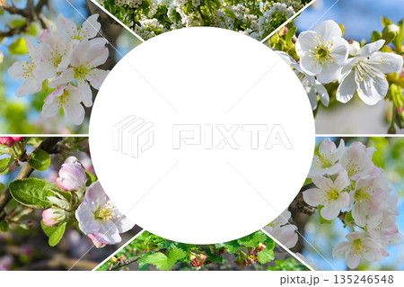 Spring blooming fruit tree collage with central copy space. 135246548