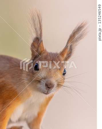 Red Squirrel Portrait on Light Background 135246549