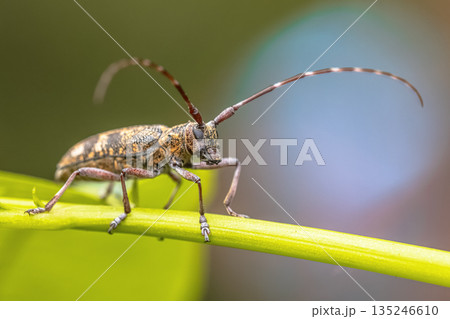 Pine Sawyer Beetle seen from Front Pine Sawyer Beetle seen from Front 135246610