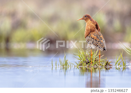 Ruff bird is displaying at lek Ruff bird is displaying at lek 135246627