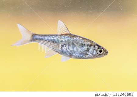 Juvenile Silver Bream freshwater fish 135246693
