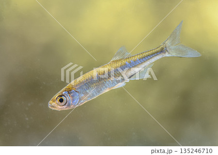Sunbleak or Belica freshwater fish 135246710