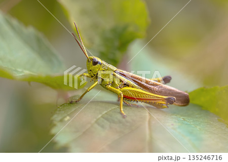 Large marsh grasshopper perched on grass Large marsh grasshopper perched on grass 135246716