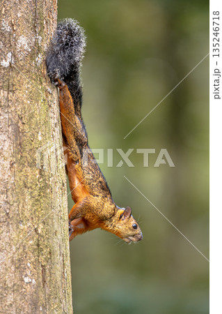 Variegated squirrel running on tree Variegated squirrel running on tree 135246718