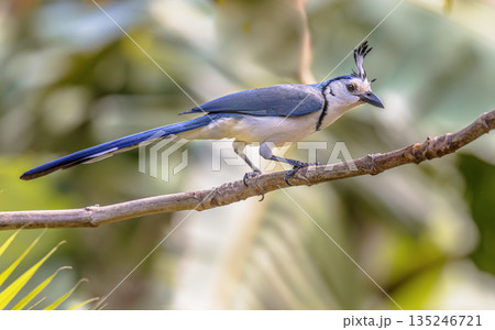 White throated magpie jay on branch White throated magpie jay on branch 135246721