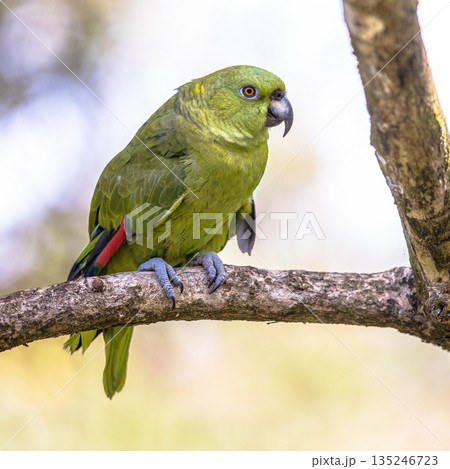 Yellow naped amazon parrot perched in tree Yellow naped amazon parrot perched in tree 135246723