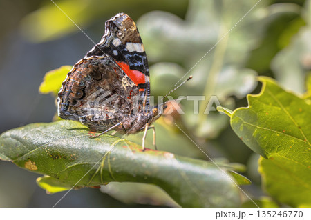 Admiral butterfly resting on oak leaf 135246770