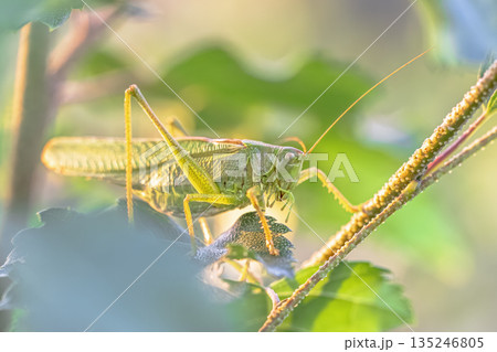 Great Green Bush Cricket green camouflage Great Green Bush Cricket green camouflage 135246805