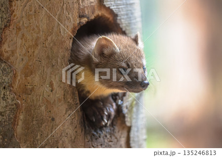 Pine marten looking from tree hollow in forest Pine marten looking from tree hollow in forest 135246813