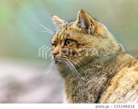 Cute portrait of male European wild cat 135246818
