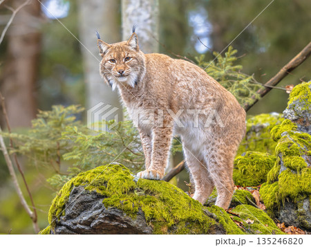 Eurasian Lynx in European Forest Habitat Eurasian Lynx in European Forest Habitat 135246820