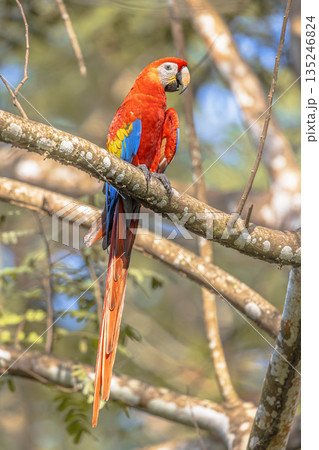 Scarlet macaw couple in tree Scarlet macaw couple in tree 135246824