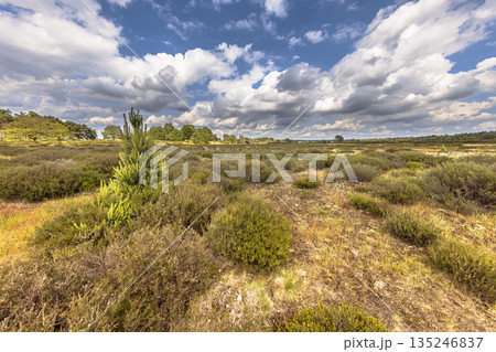 Arid Heathland with open vegetation 135246837