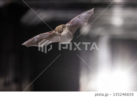 Bat Flying in Tunnel with Approaching Lights of Vehicle Bat Flying in Tunnel with Approaching Lights of Vehicle 135246839