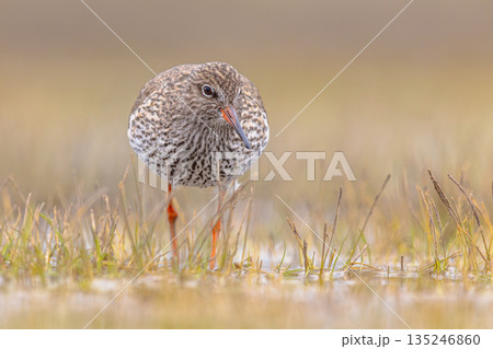 Common Redshank moving through grass Common Redshank moving through grass 135246860