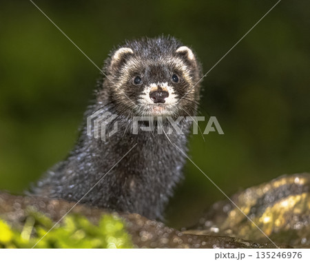 Portrait of European Polecat in lush forest at night 135246976