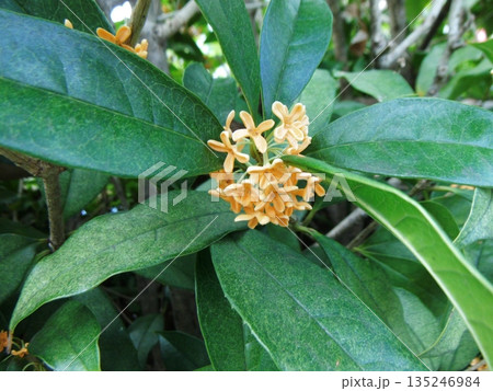 慎ましく咲く金木犀の花 慎ましく咲く金木犀の花 135246984