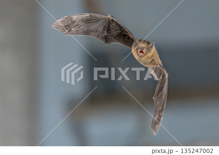 Flying Pipistrelle bat on blue background Flying Pipistrelle bat on blue background 135247002