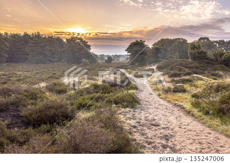 Sunrise over flowering heathland Dwingelderveld Netherlands 135247006