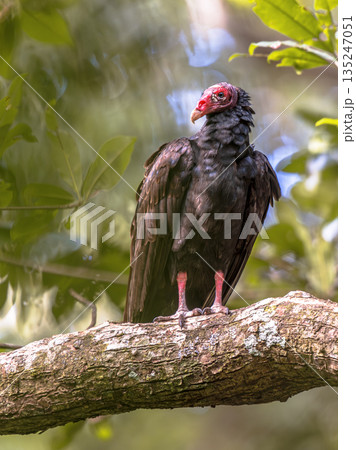 Turkey vulture perched in tree 135247051