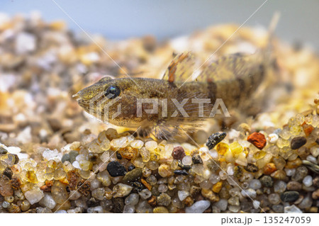Western Tubenose Goby underwater 135247059