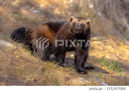 Wolverine walking in nature of Finland Wolverine walking in nature of Finland 135247060
