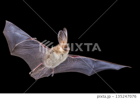 Brown Long-Eared Bat in Darkness Brown Long-Eared Bat in Darkness 135247076