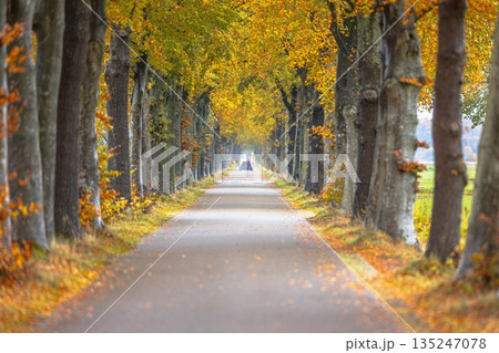 Car driving down autumnal colored lane 135247078