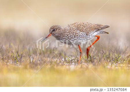 Common Redshank moving through grass 135247084