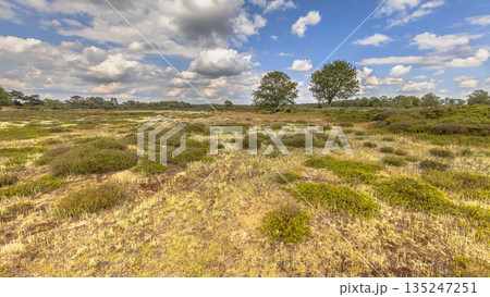 Arid Heathland with open vegetation Arid Heathland with open vegetation 135247251