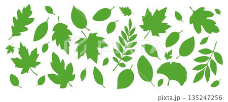 A set of green leaves of different shapes on a white background. 135247256
