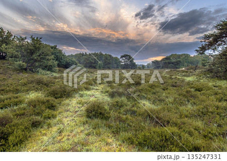 Sunrise over flowering heathland Dwingelderveld Netherlands 135247331