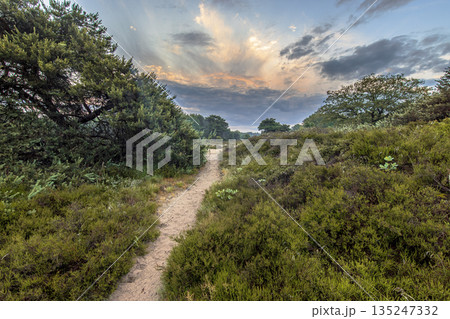 Sunrise over flowering heathland Dwingelderveld Netherlands 135247332