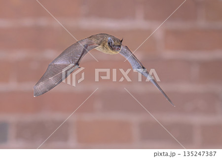 Flying Pipistrelle Bat on brick wall Flying Pipistrelle Bat on brick wall 135247387