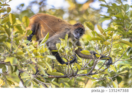 Geoffroys spider monkey hanging in tree 135247388