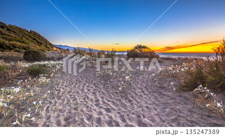 Illyrian sea lily 135247389