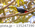 Keel billed toucan on branch in tree 135247390