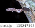 Long-fingered bat flying from cave 135247392