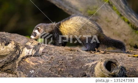 Polecat in forest at night 135247393