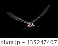 Barn swallow flying on black background 135247407