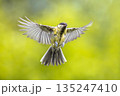 Bird in flight on bright green background crop 135247410