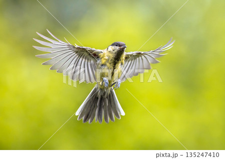 Bird in flight on bright green background crop Bird in flight on bright green background crop 135247410