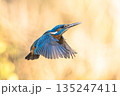 Common European Kingfisher Flying 135247411